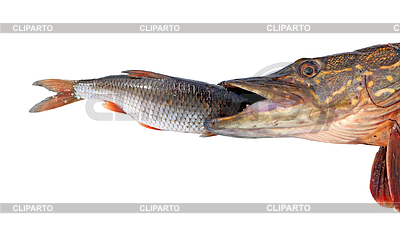 Pike eats roech | High resolution stock photo |ID 3246190