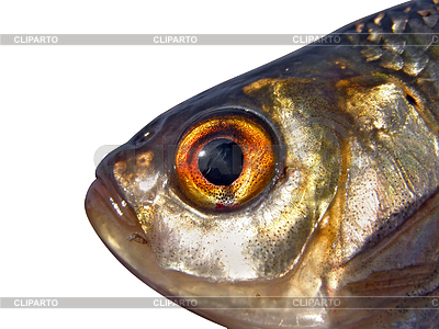 Head roech | High resolution stock photo |ID 3246298