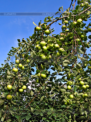 Apple on branch of aple trees | High resolution stock photo |ID 3253989