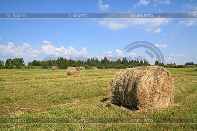 Hay on field | High resolution stock photo |ID 3255539