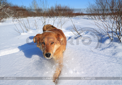 Rotschopf Hund geht auf Schnee | Foto mit hoher Auflösung |ID 3255624