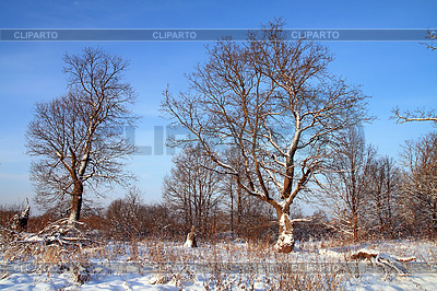 Big oak in snow amongst wood | High resolution stock photo |ID 3255803