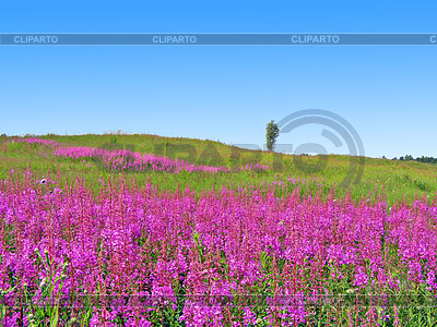 Lilac flowers on field | High resolution stock photo |ID 3264187