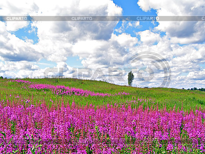 Lilac flowers on field | High resolution stock photo |ID 3264188