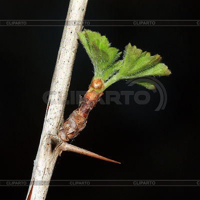 Escaramujo | Foto de alta resolución |ID 3325127