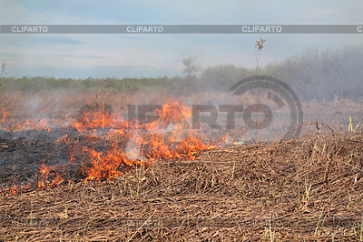 Rojo fuego en hierba seca | Foto de alta resolución |ID 3325133