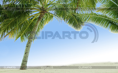 Beautiful tropical beach with palm trees | High resolution stock photo |ID 3241929