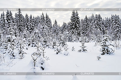Snowy fir trees in winter forest | High resolution stock photo |ID 3142274