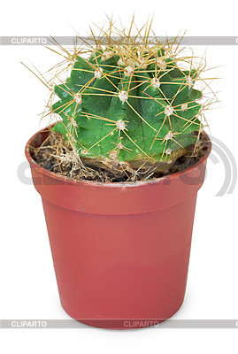 Cactus redondo pequeño en una olla | Foto de alta resolución |ID 3149960