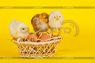 Small baby chickens with colorful Easter eggs | High resolution stock photo |ID 3329375