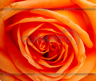 Macro of the beautyful red rose | High resolution stock photo |ID 3172364