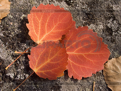 Leaves | High resolution stock photo |ID 3212515