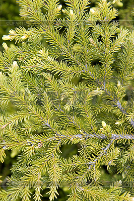 Pelz-Baum Ast | Foto mit hoher Auflösung |ID 3212799