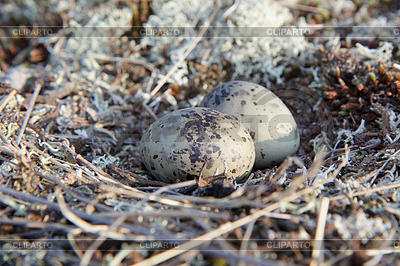 Dos huevos | Foto de alta resolución |ID 3222245