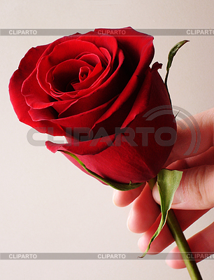 Flor en la mano | Foto de alta resolución |ID 3229428