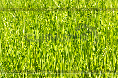 Hierba verde joven como fondo | Foto de alta resolución |ID 3272374
