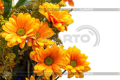 Orange Chrysanthemen | Foto mit hoher Auflösung |ID 3299165