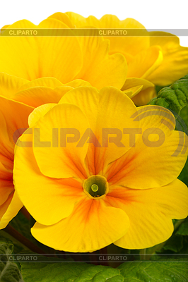 Amarillo begonia | Foto de alta resolución |ID 3329644