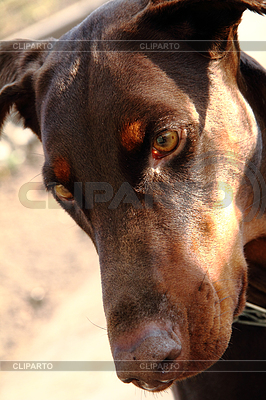 Doberman dog | High resolution stock photo |ID 3323239