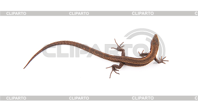 Llizard | Foto de alta resolución |ID 3383769