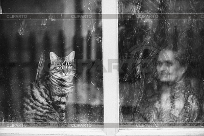 Cat in house on window | High resolution stock photo |ID 5917714